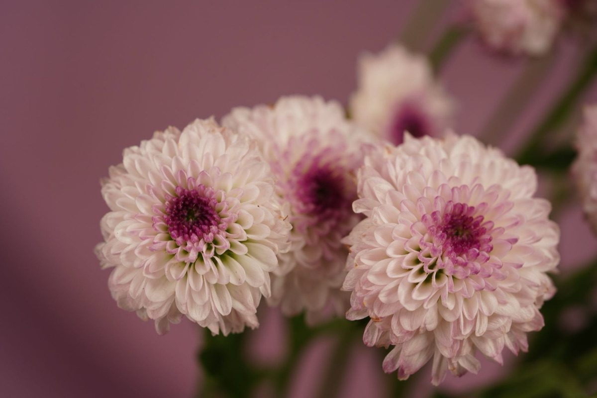 Chrysanthemum variety close-up with petals