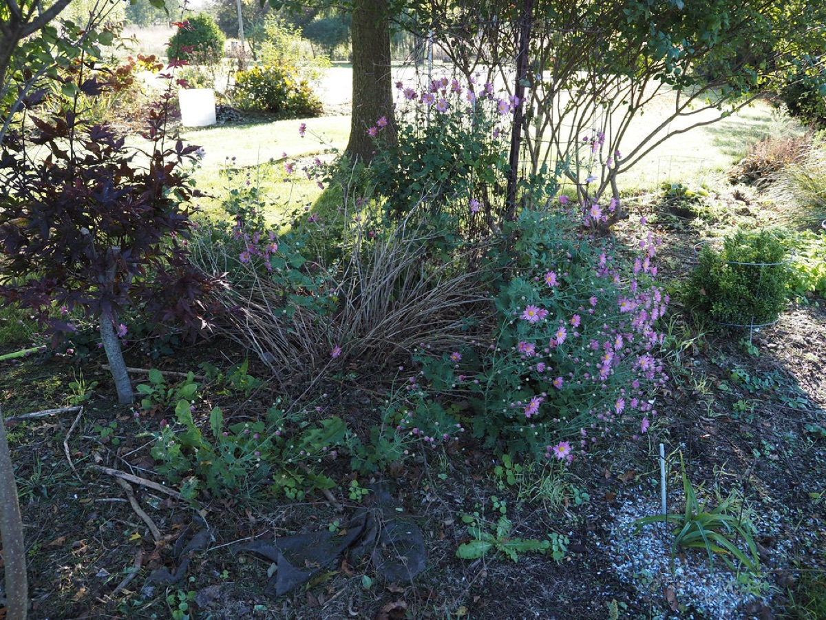 秋の植え込み