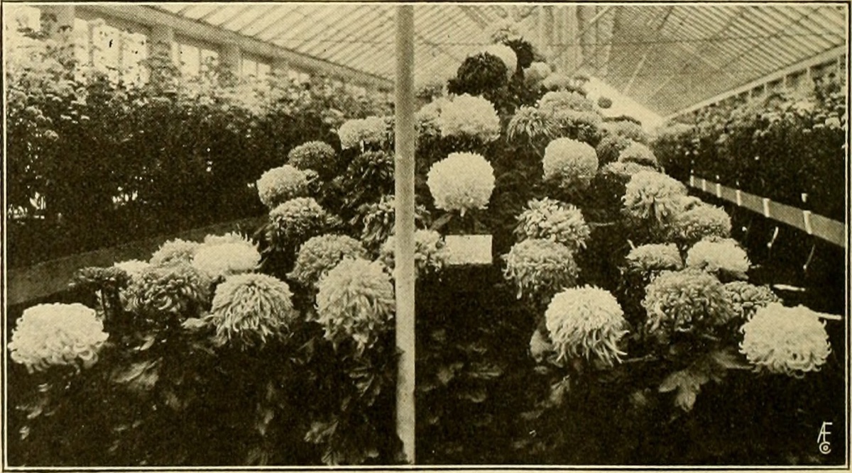 crisanthemum em jardim com solo