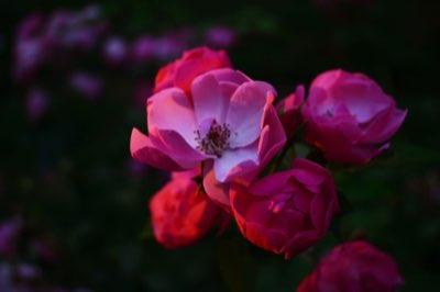 菊花品種特性詳解：打造完美秋季花園的關鍵秘訣完整指南