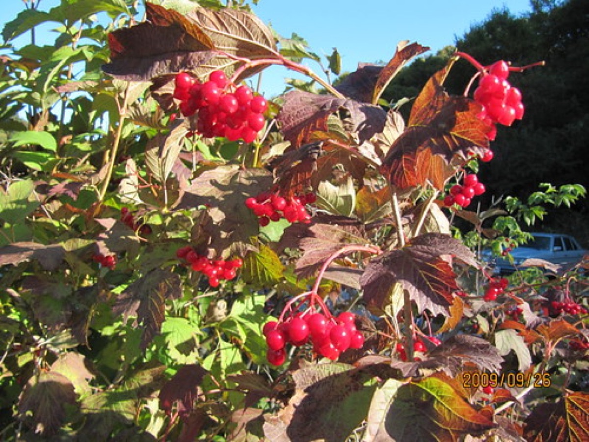 Rosengewächs mit Böden
