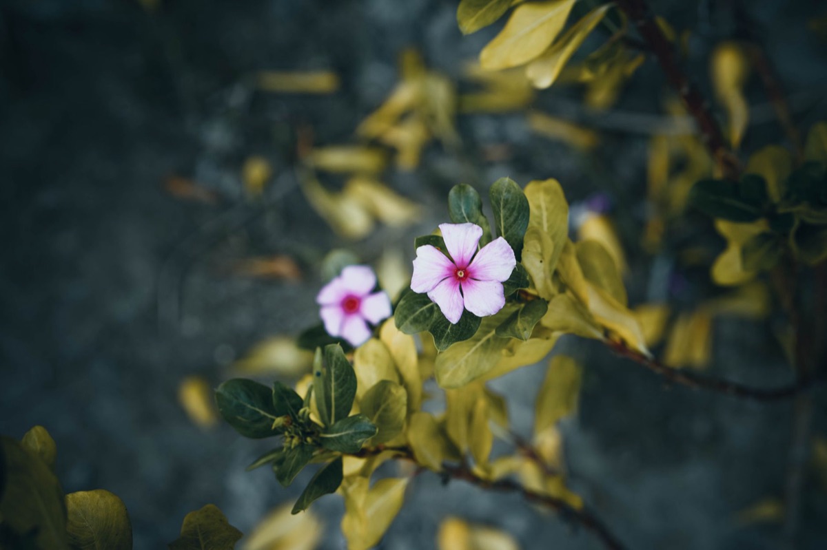 Mastering Hydrangea Color with Soil Acidity and Minerals