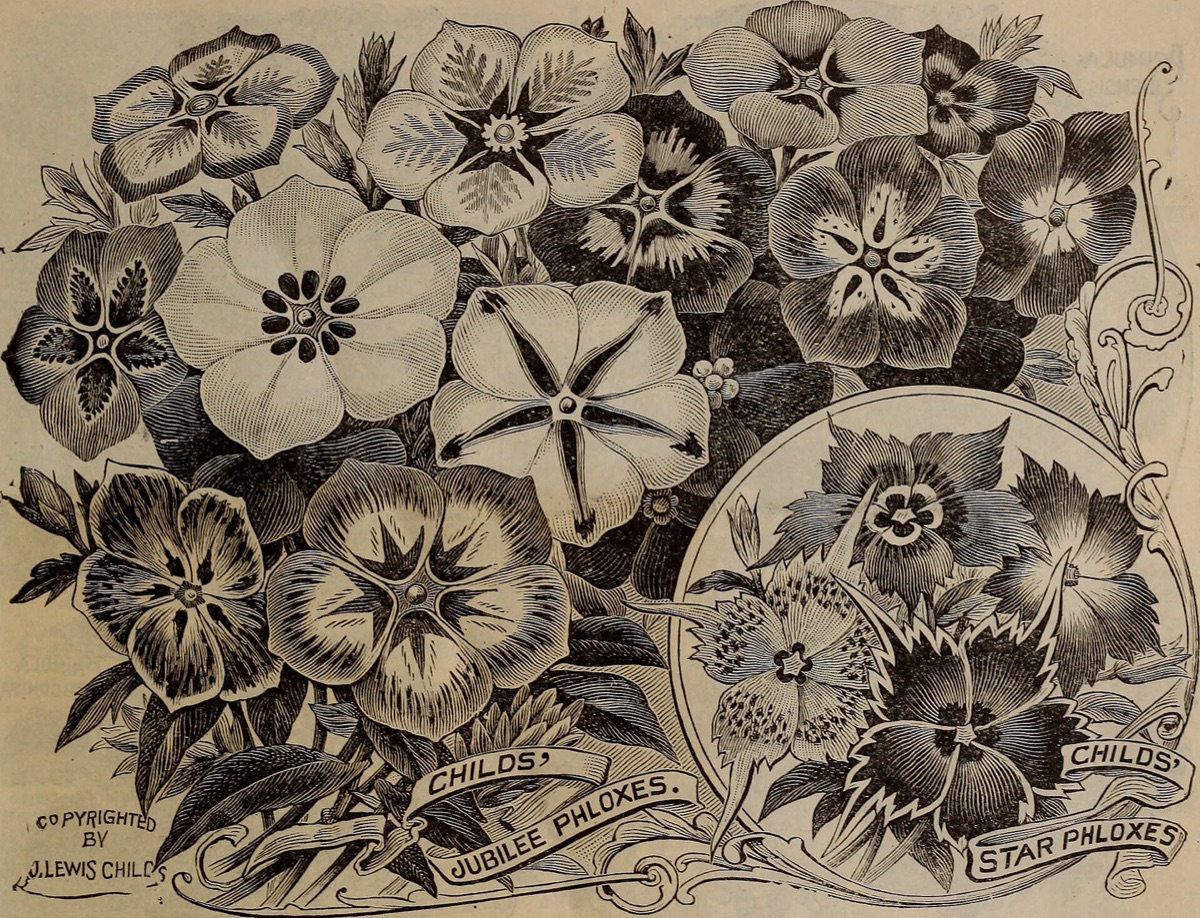 All-flower plant in different soil colors showing color variation