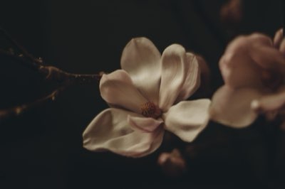 Dominando el cultivo: 3 factores clave para hortensias vibrantes