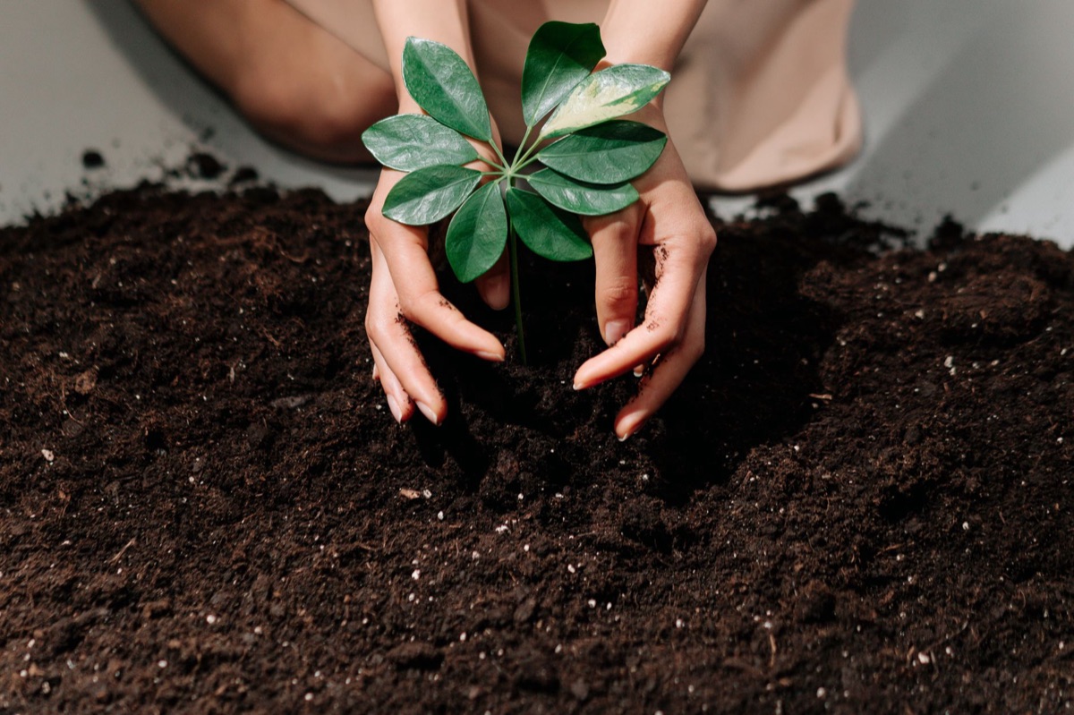 Soil pH test kit with magnolia flower in background