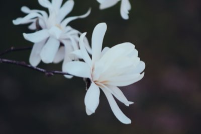 Le pH idéal pour hortensia : De 5.0 à 7.0 pour toutes les teintes