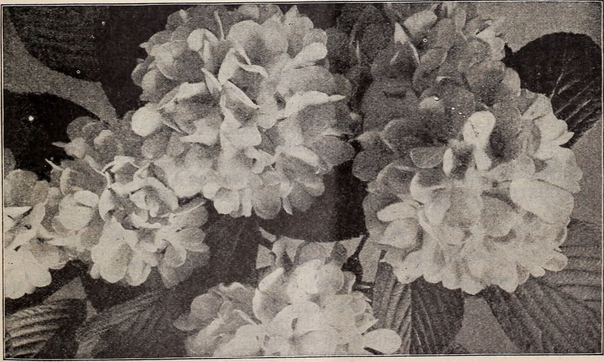 Magnolia flower in soil with subtle color variation