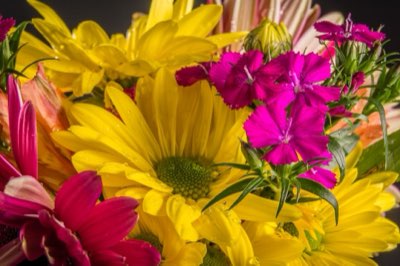 Scienza ortensie: come ottenere blu intenso o rosa con il terreno