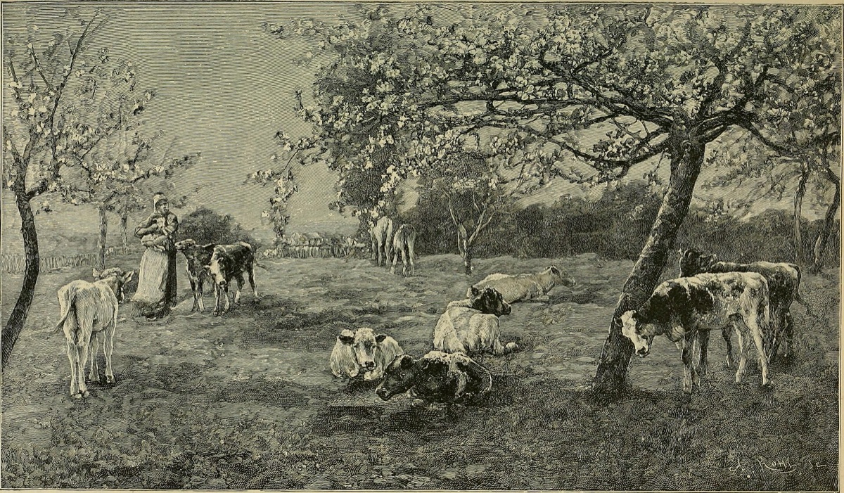 fiori e terreno