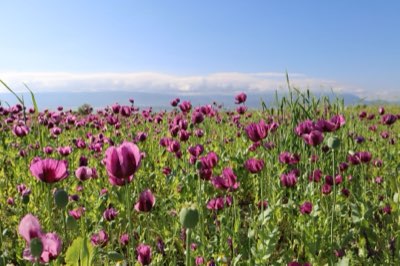 Bodemchemie 101: Uw hortensia's tot volle bloei brengen