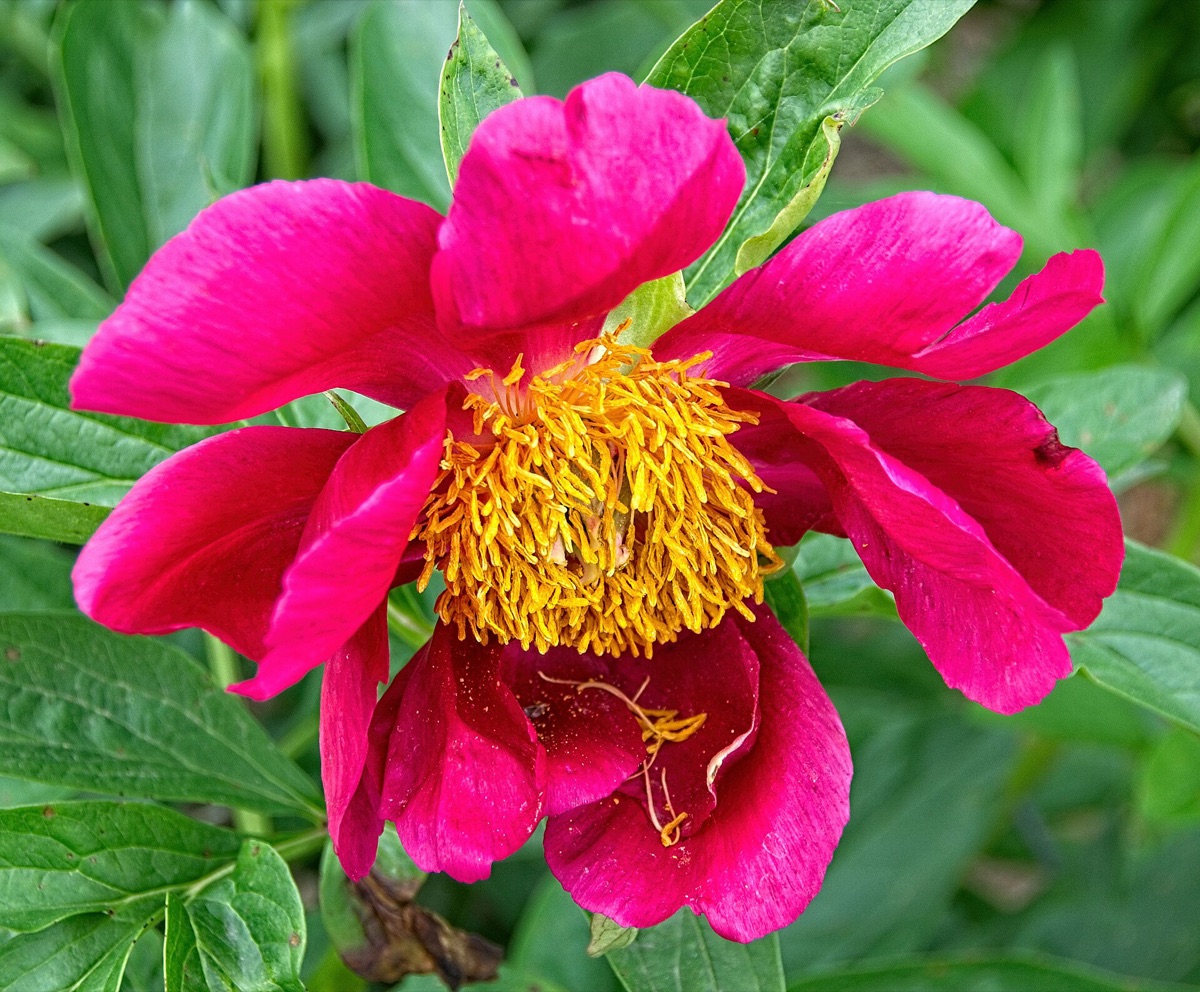 flores de peonia e solo mostrando variação de cores