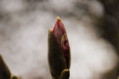 硫磺與石灰應用：精準調整土壤pH值讓花開爛漫完整指南