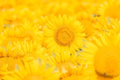 Helianthus meistern: Pflanzdichte, Tiefe und volle Blüte