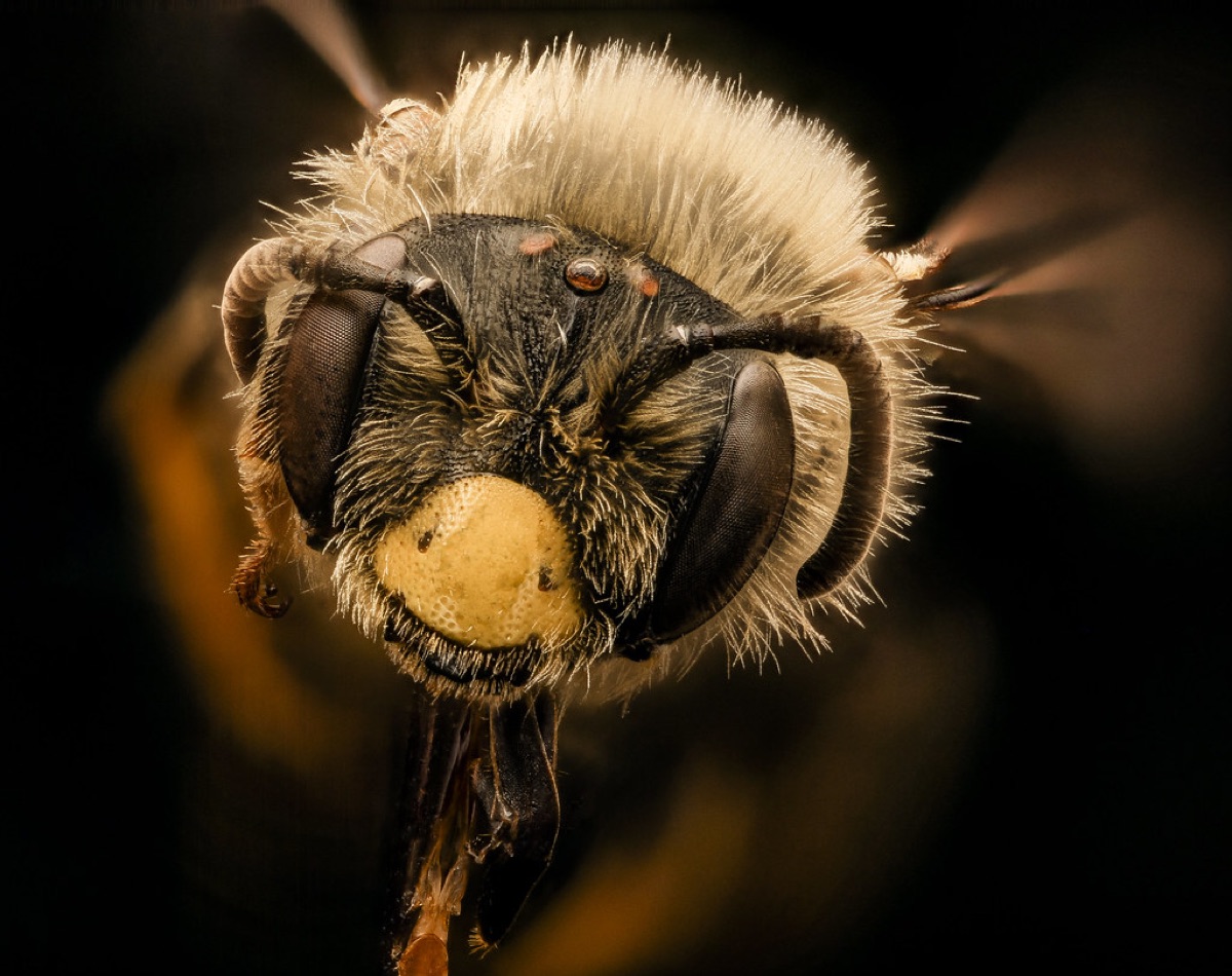 Sonneähnliches Sonnenblume: Blüte mit Insekten
