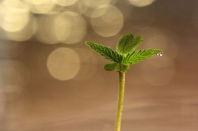 Sunflower Lifecycle: From Seed to Bloom in 14 Weeks
