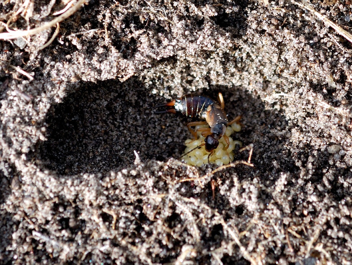 sunflower seedling in garden