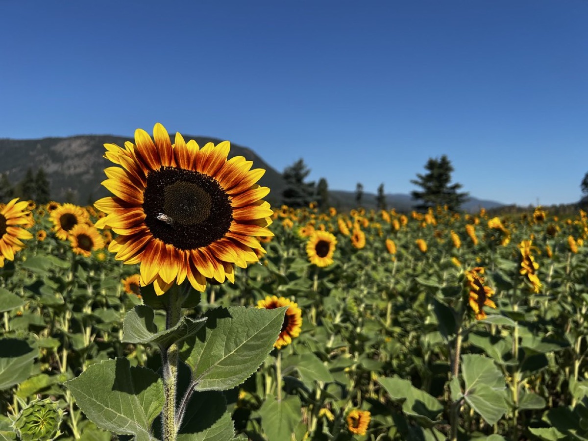 sunflower field with blooms