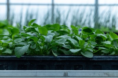 Sanidad Girasol: Prevención de plagas y enfermedades al 100%