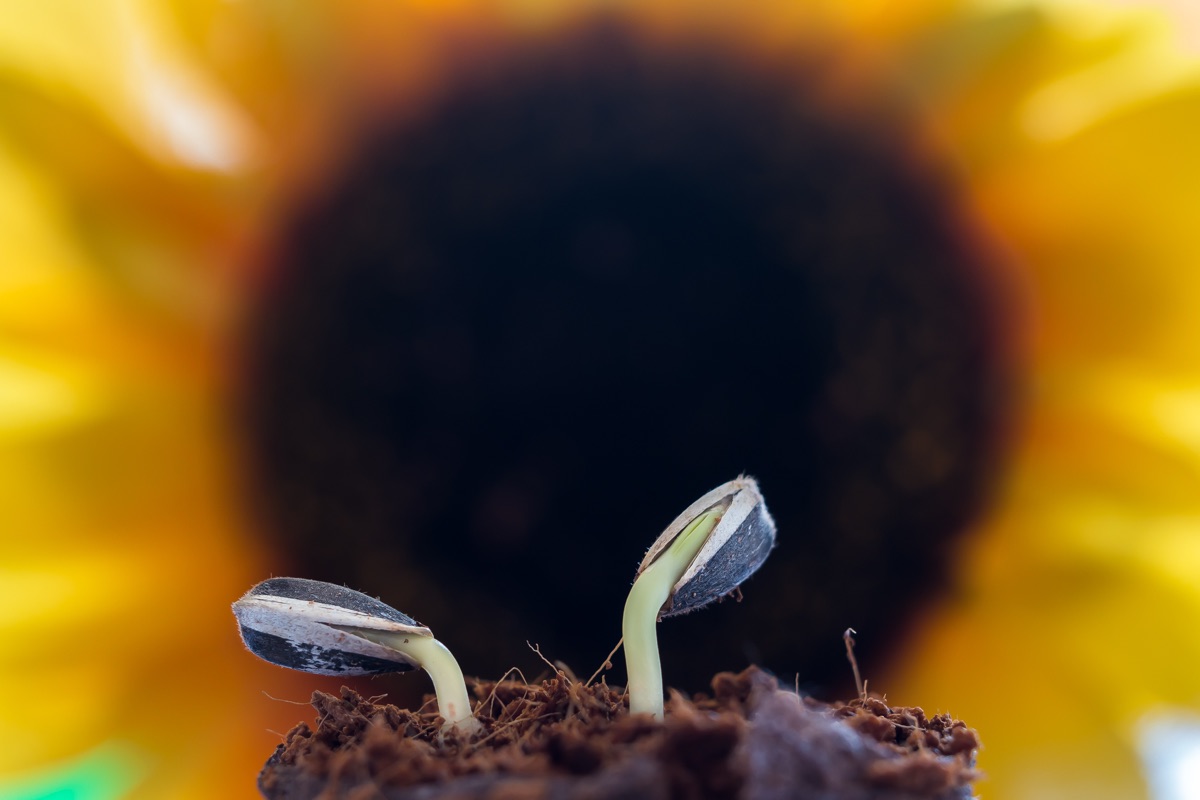 sunflower seedling in garden