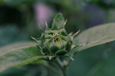 Tournesol : Le guide complet pour un cycle de culture réussi, de