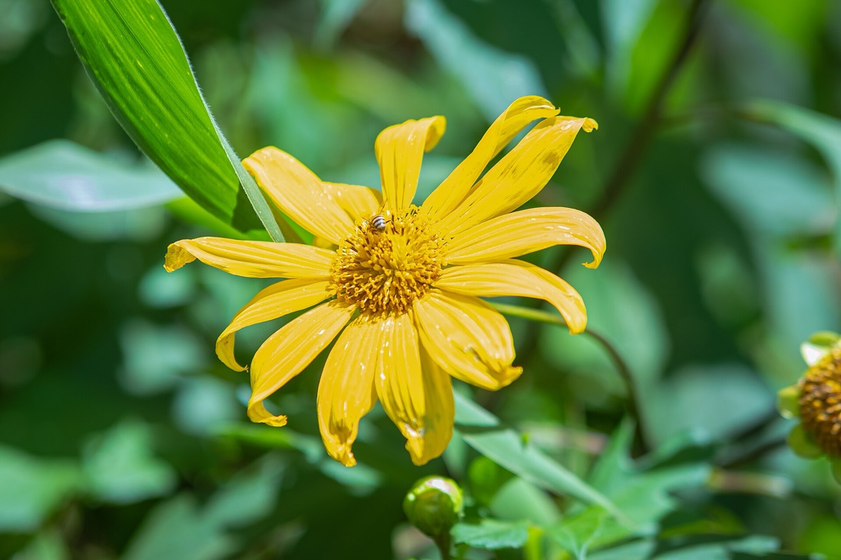 fleur de chanvre en pleine floraison