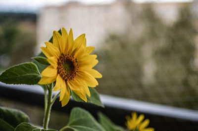 Girasole: Ciclo vitale perfetto dal seme alla maturazione totale