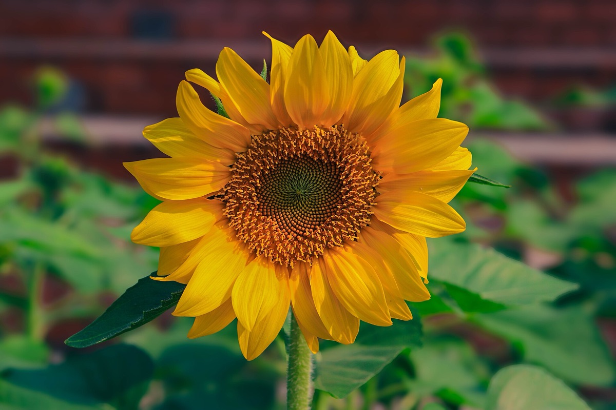 fiori di girasole: fioritura completa