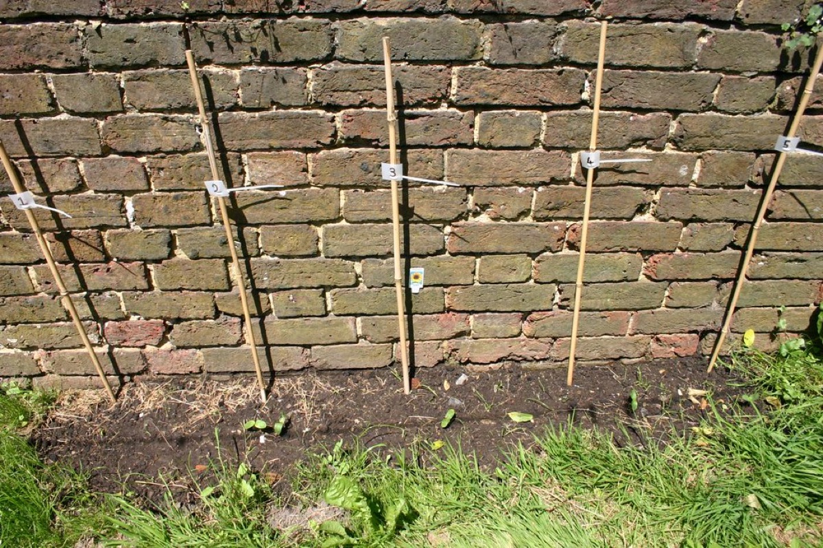 solaarachtige tulippe: zaden in tuin