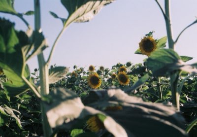 從萌芽到綻放：向日葵三大生長階段的環境需求解析完整指南