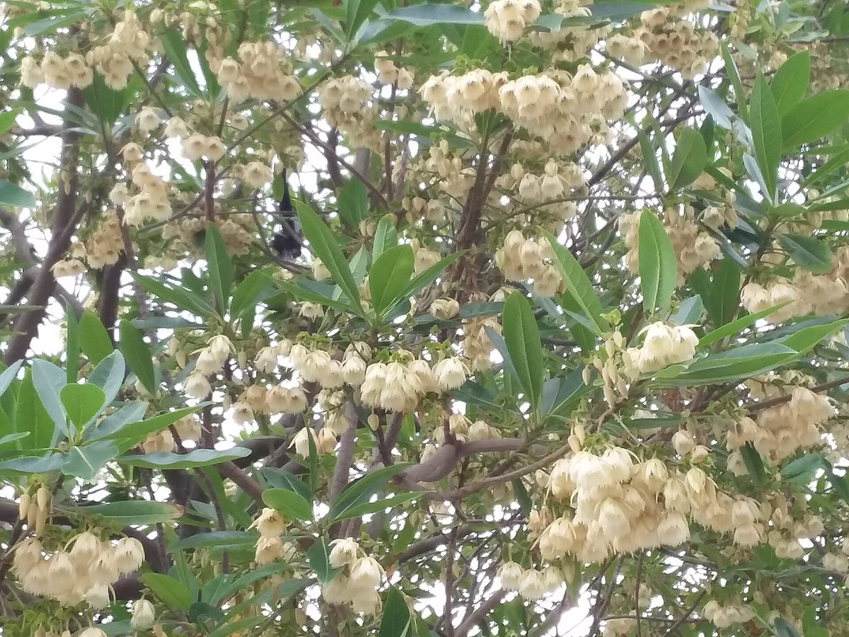weiße Blüte mit Grünblättern