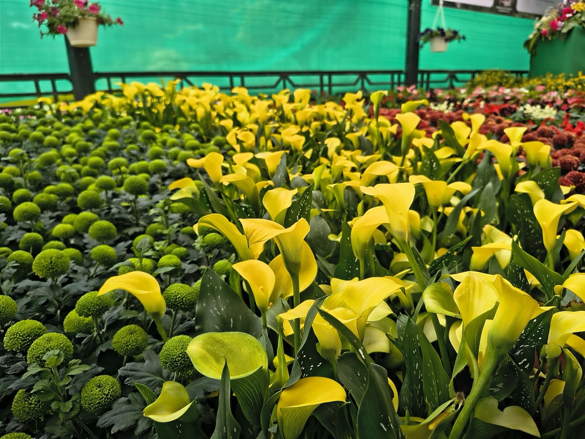 Blütenarrangement im Garten