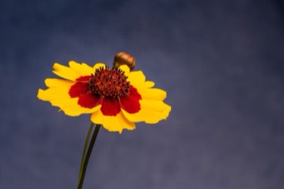 Freesia: 5 claves para lograr floraciones perfectas cada año