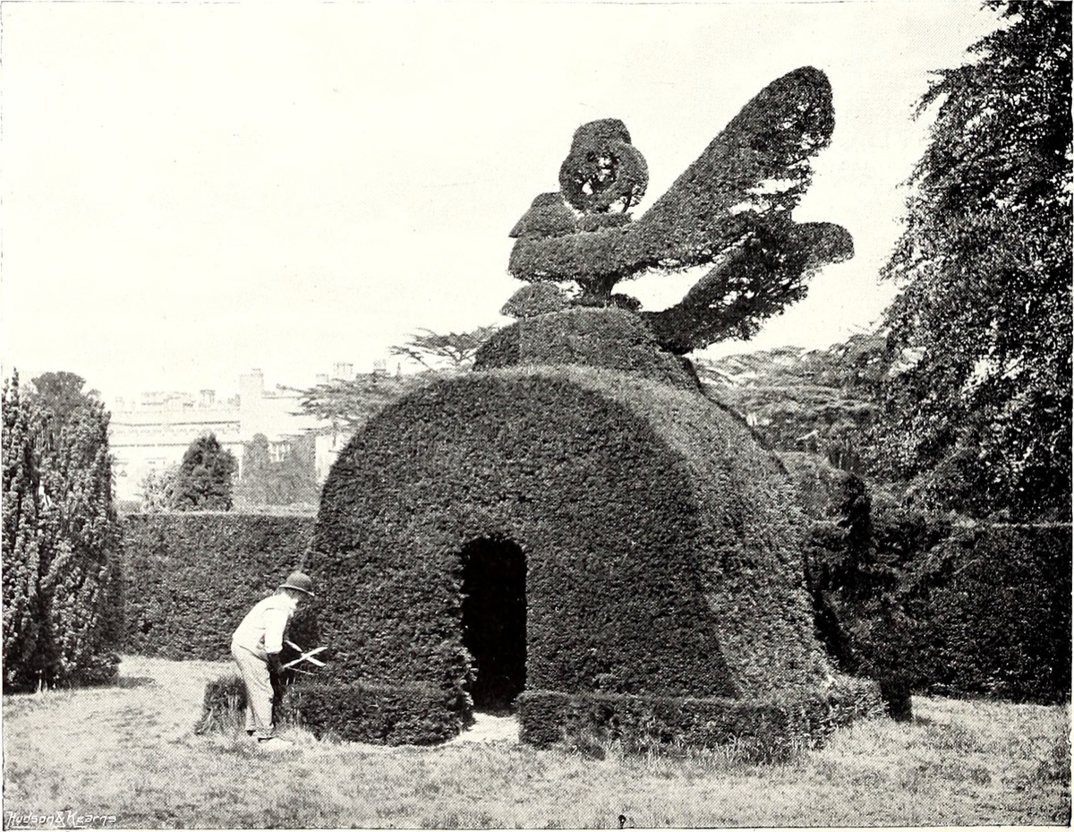 Plantilla de Jazmim en Jardín