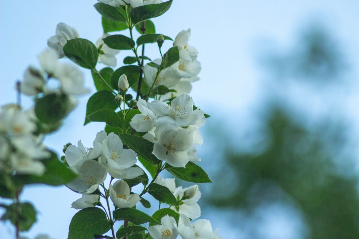 Jasmine flower field in spring