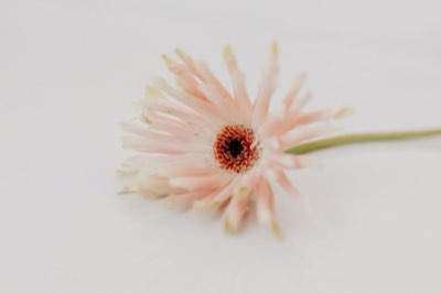 Guida Freesia: Massimizzare la Fioritura con 5 Passaggi Chiave