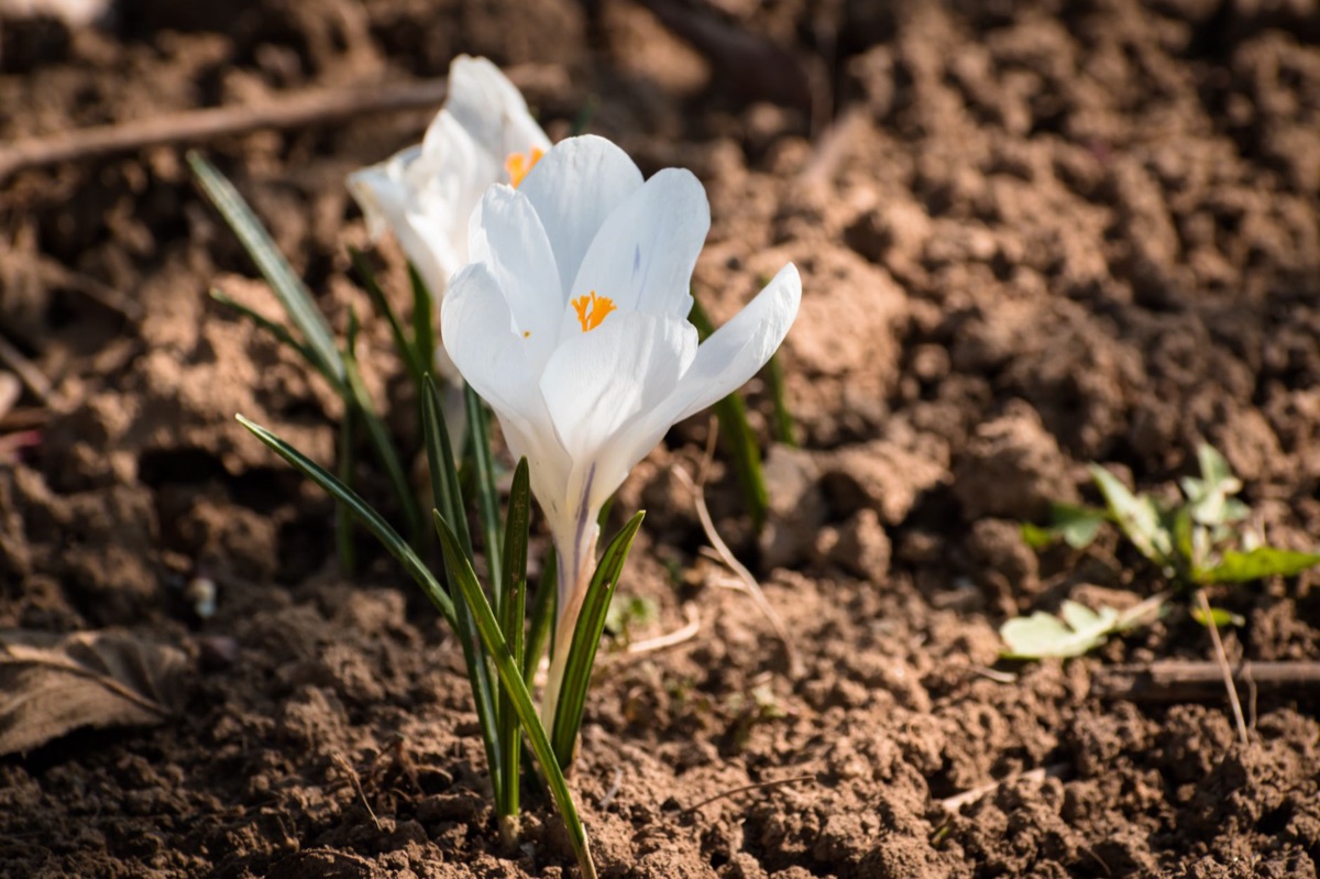 fiori di frigola in terreno