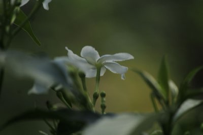 Succesvolle Freesia bloei: Maart-Mei piek met deze 5 tips