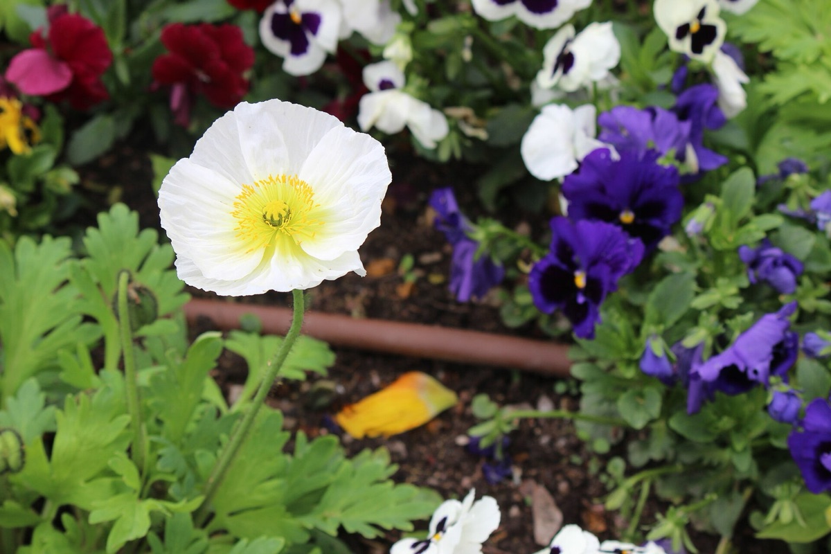 bloeiboek in tuin