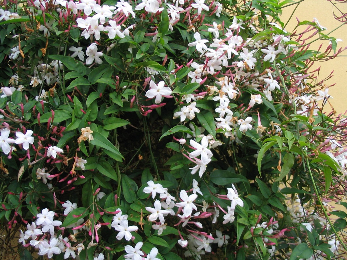 flores de jasmim em flor