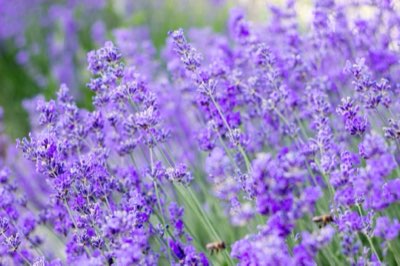 Blütezeit Mai bis Juli: Ihr Leitfaden für gesunden Lavendel