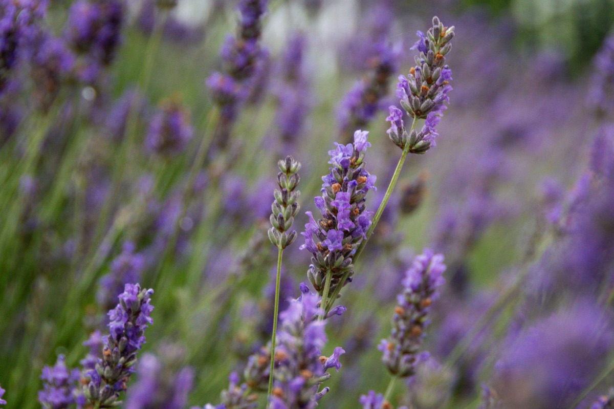 Lavender garden in mediterranean style
