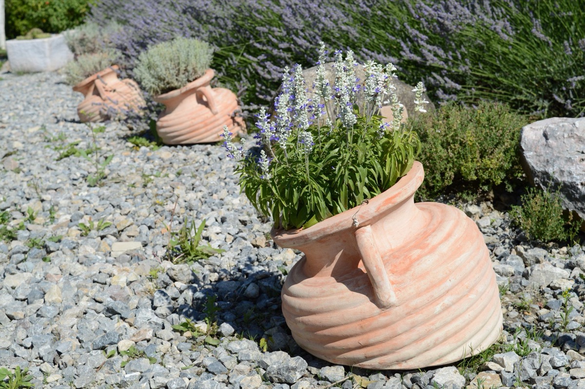 Lavender flowers drying in a sunlit garden bed