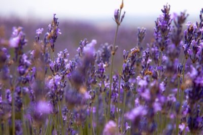 Lavanda: 4 tipos principales y sus usos ideales en tu jardín