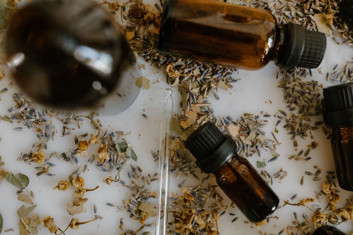 lavender oil extraction setup