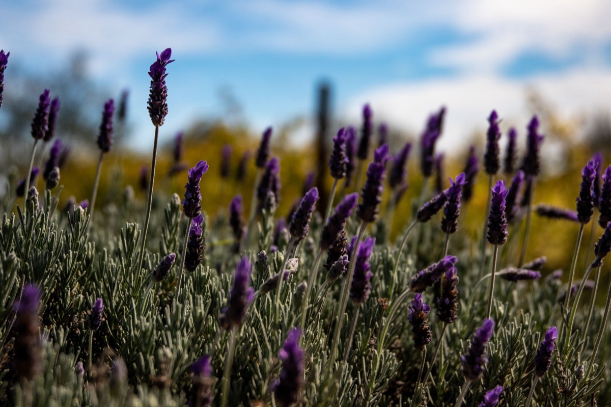 lavender in mediterranean garden