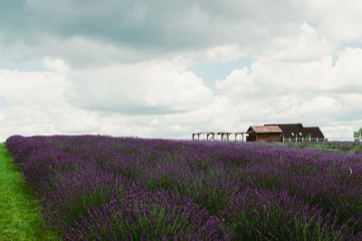 Cultiver la lavande : 6 mois de succès avec le bon drainage
