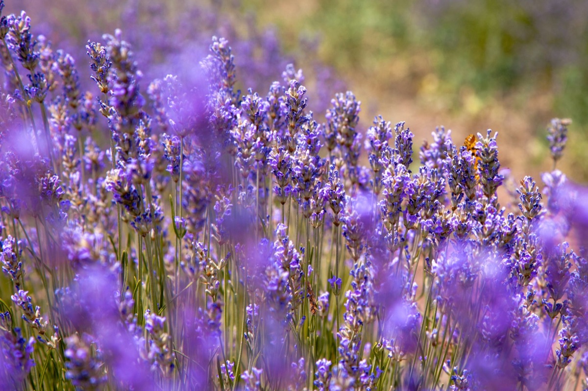 Lavender garden in mediterranean style with stone pathways and wooden furniture
