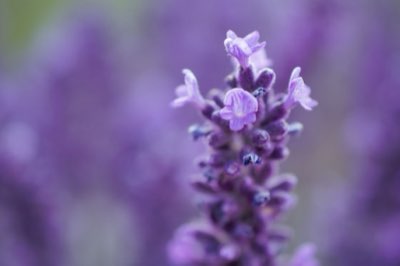 Malattie Lavanda: Oidio, Afidi e Come Salvare la Tua Pianta Oggi