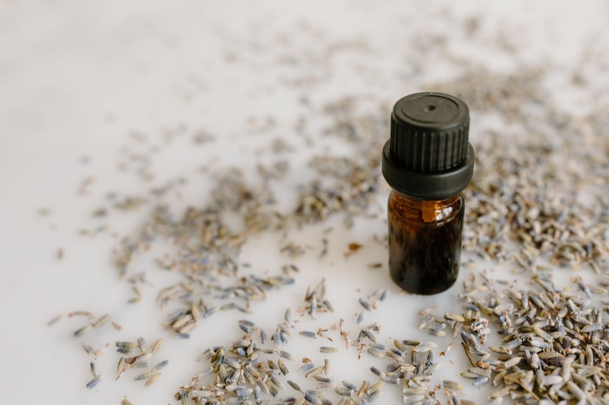lavender oil extraction setup