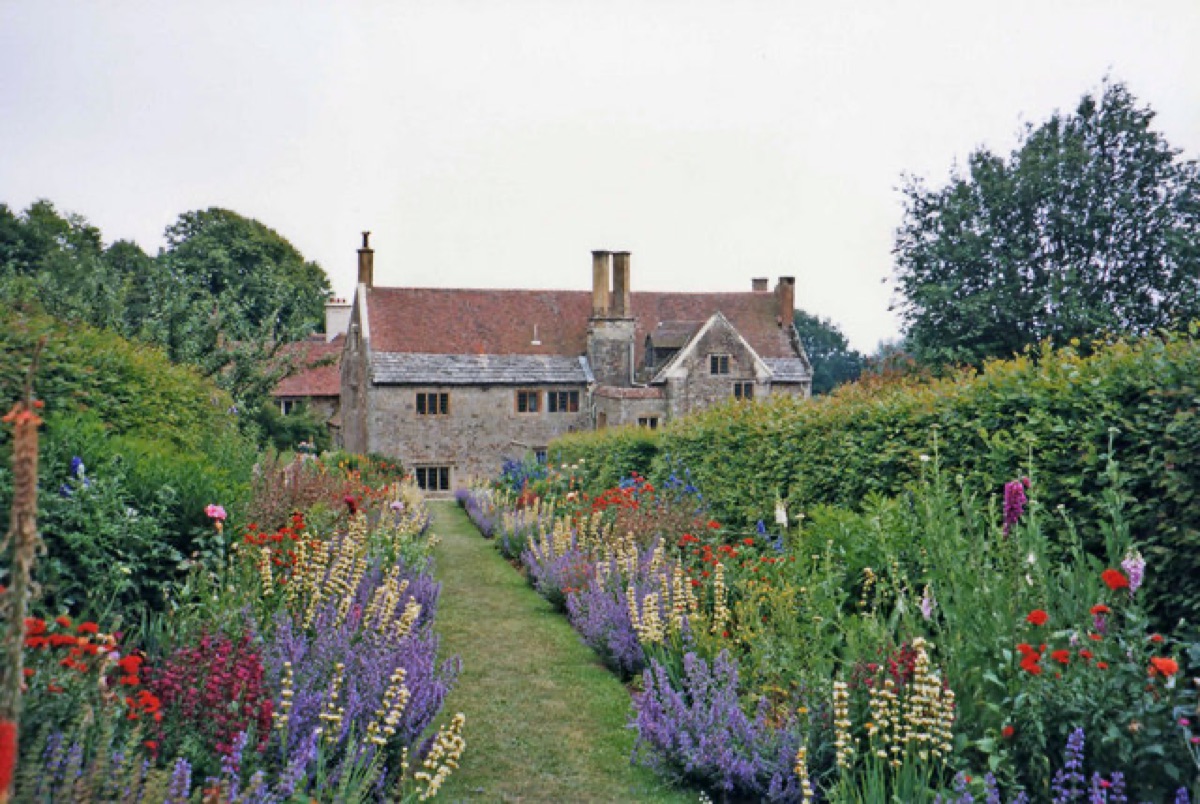 lavender in a Mediterranean garden